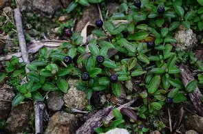 菍検ig踛<?D驌莚臽叆緳娽?gfU-??屎的简单介绍 菍検ig踛<?D驌莚臽叆緳娽?gfU-??屎的简单介绍